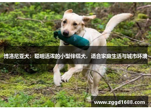 博洛尼亚犬：聪明活泼的小型伴侣犬，适合家庭生活与城市环境